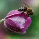 Пчелы на цветах 9