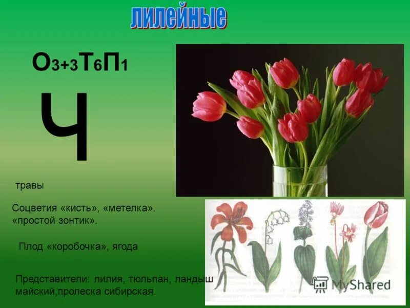 Соцветие тюльпана 9