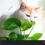 Кот спит на зеленом листе 9