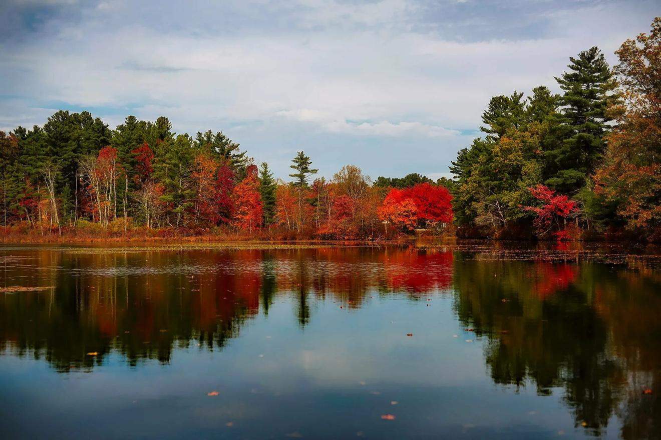 Озеро, окруженное деревьями осенних цветов 9