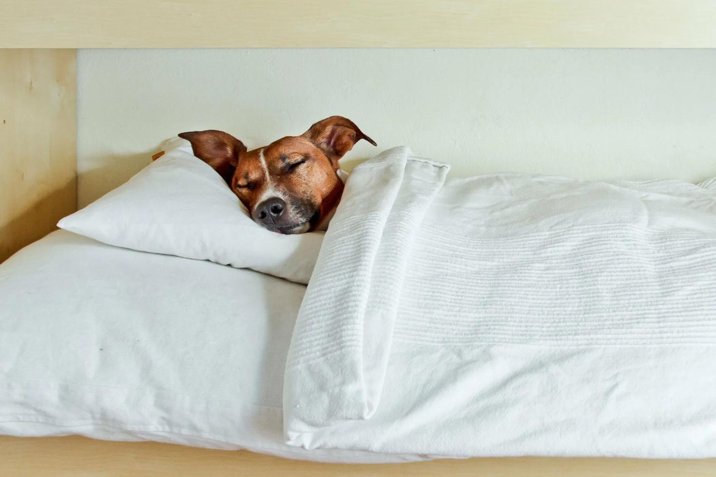 Рисунок собаки, спящей под одеялом 9