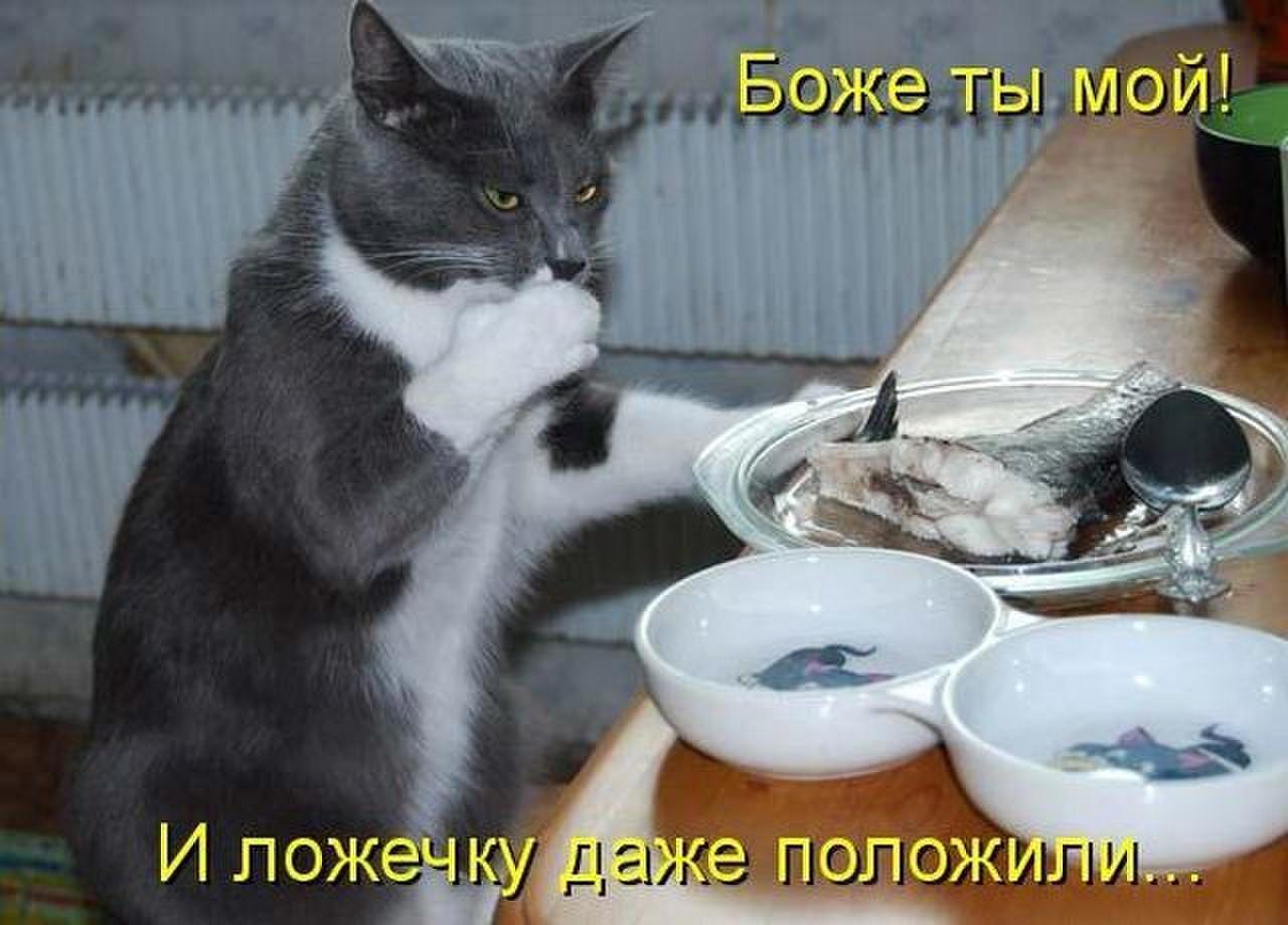 1 никак. Кот обедает юмор. Кошачий юмор с надписями. Кот и селедка. Юмор кошки с надписями.