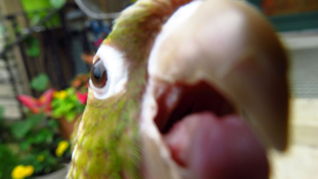 Смешной Попугай Фото
