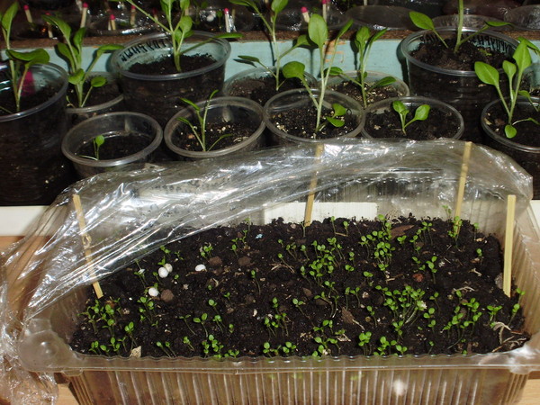 Как вырастить рассаду петунии в домашних условиях из семян - способы 1
