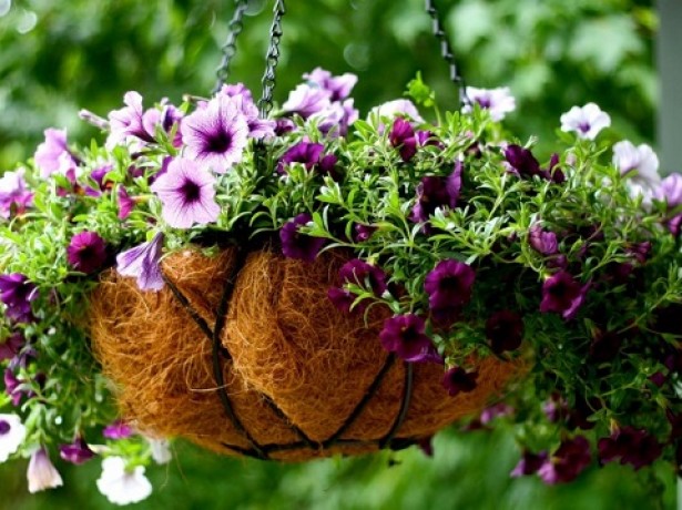 Как вырастить рассаду петунии в домашних условиях из семян - способы 3
