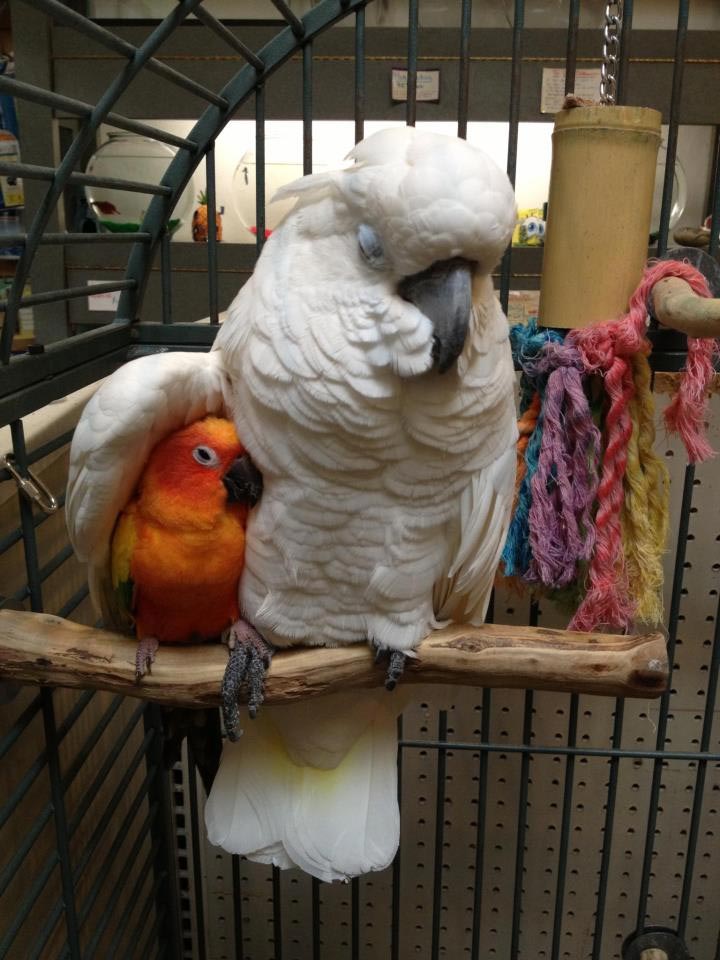 Смешные-картинки-про-попугаев---очень-ржачные-и-прикольные-8