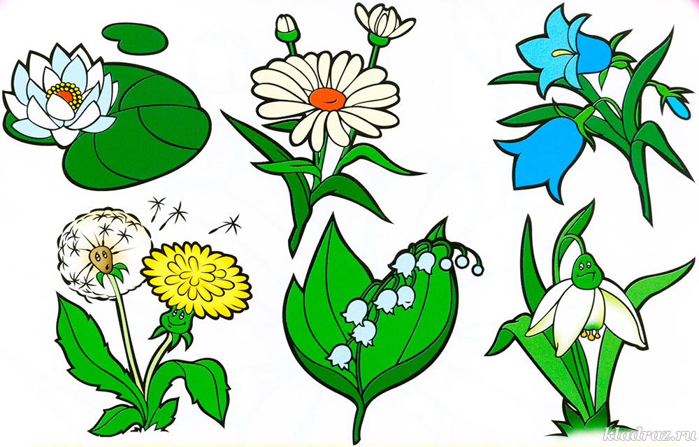 Про цветы для детей 5 лет. Растения рисунок. Цветы рисунок. Рисунки цветов для детей. Цветы для детей.