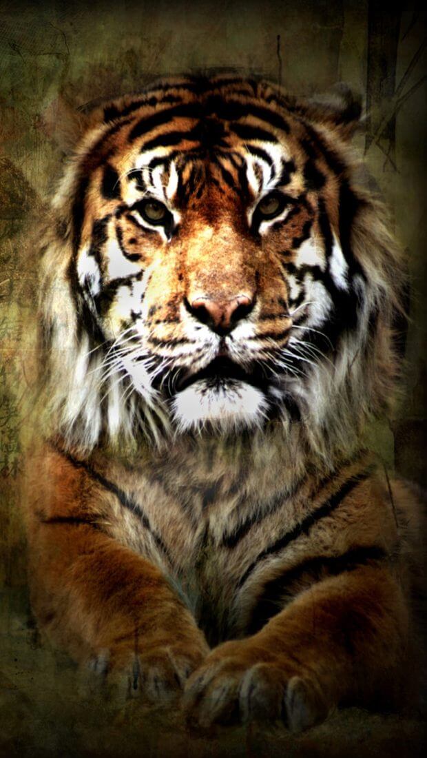 Красивые и крутые картинки тигра на заставку телефона - подборка 4