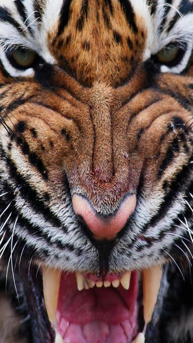 Красивые и крутые картинки тигра на заставку телефона - подборка 5