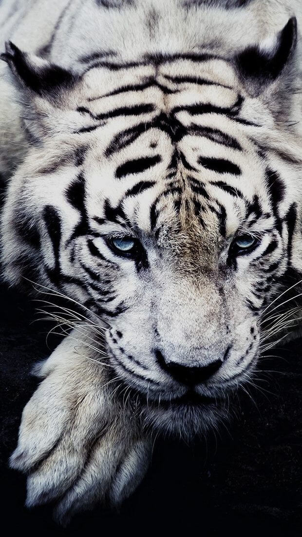 Красивые и крутые картинки тигра на заставку телефона - подборка 6
