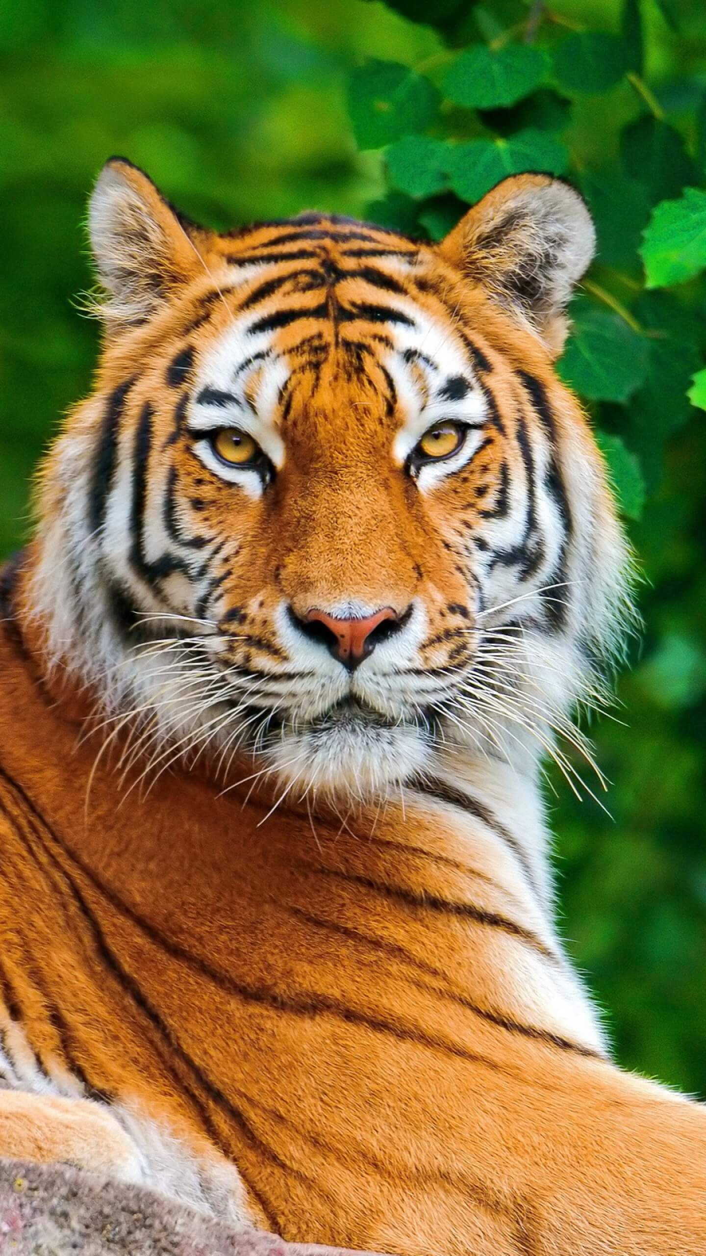 Красивые и крутые картинки тигра на заставку телефона - подборка 1