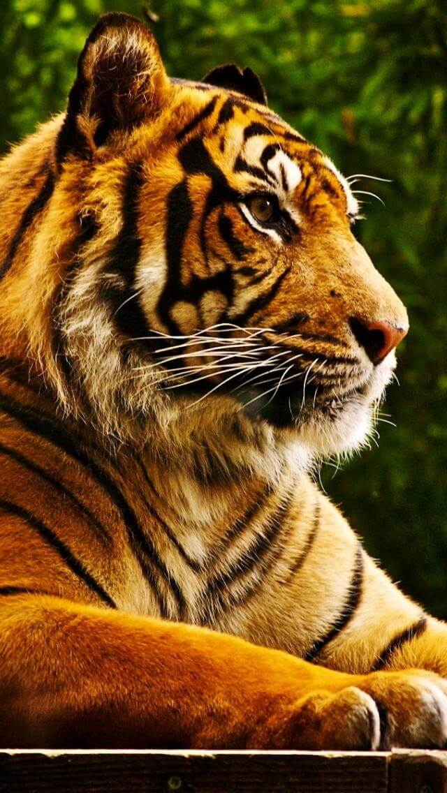 Красивые и крутые картинки тигра на заставку телефона - подборка 3