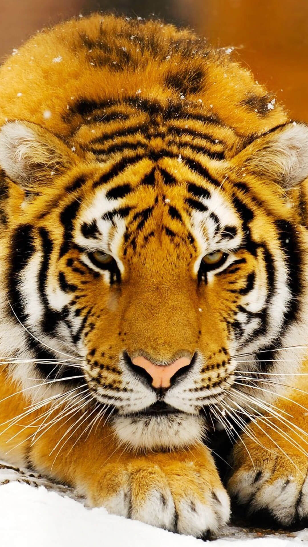 Красивые и крутые картинки тигра на заставку телефона - подборка 14