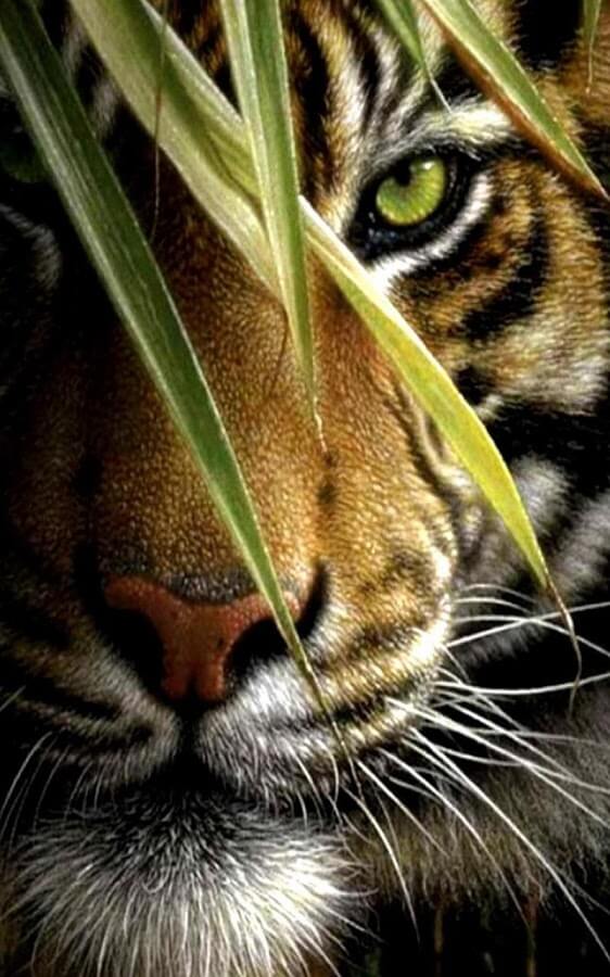 Красивые и крутые картинки тигра на заставку телефона - подборка 17