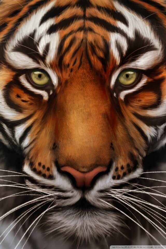 Красивые и крутые картинки тигра на заставку телефона - подборка 19