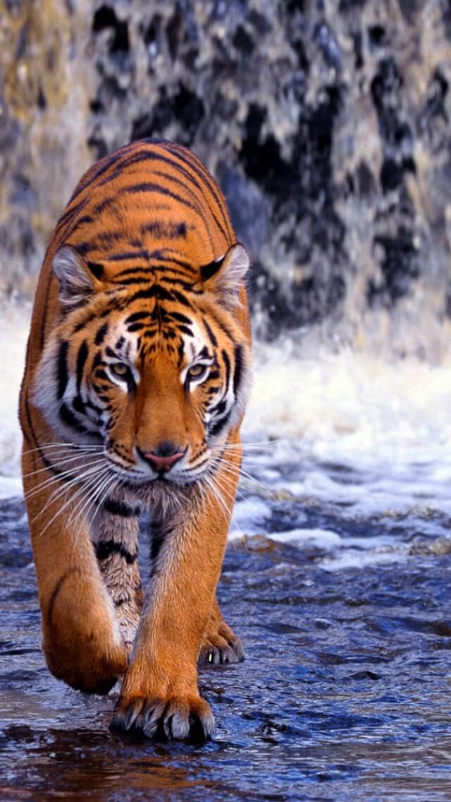 Красивые и крутые картинки тигра на заставку телефона - подборка 11