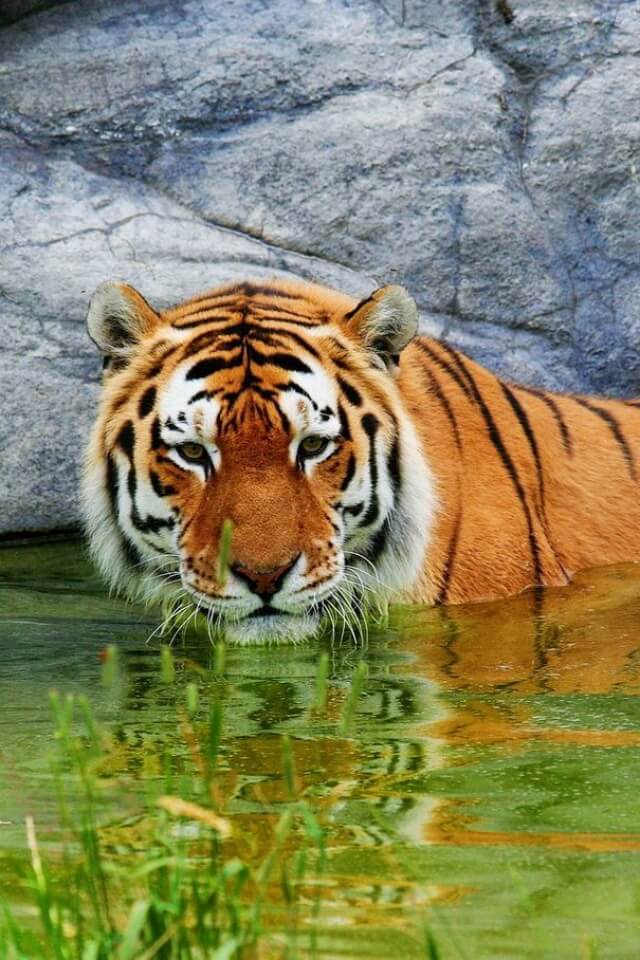 Красивые и крутые картинки тигра на заставку телефона - подборка 12