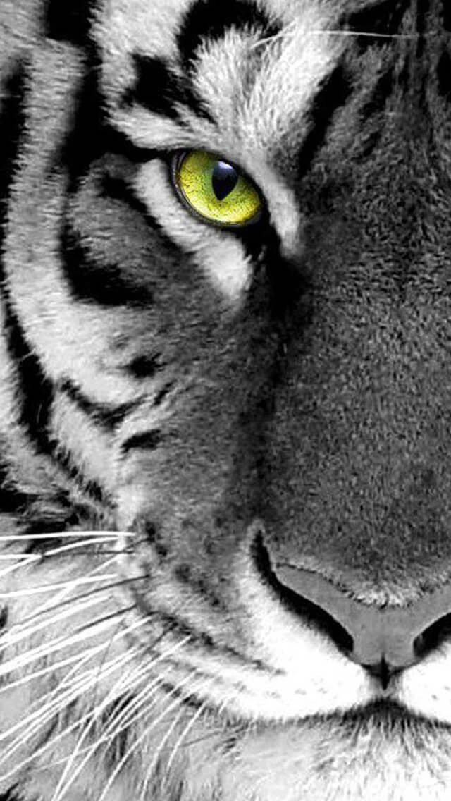 Красивые и крутые картинки тигра на заставку телефона - подборка 22