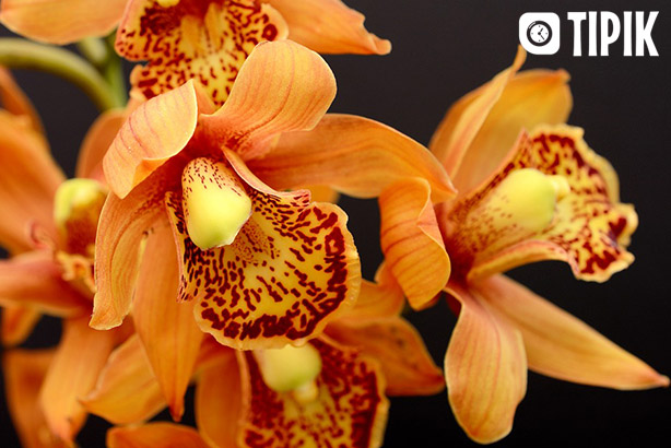 Орхидея - основные ошибки по уходу за растением, рекомендации 1
