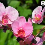 Орхидея - основные ошибки по уходу за растением, рекомендации 3