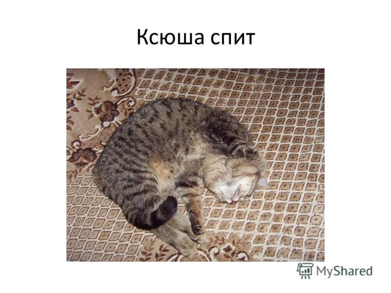 Моя любимая кошка. Ксюша спит. Ксюша спит она устала. Кошка любит школу.