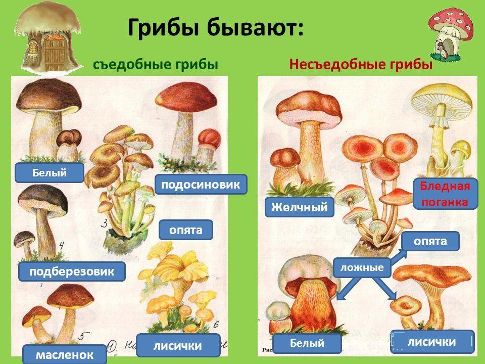 Хорошие грибы название