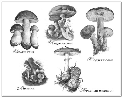 Как нарисовать съедобные грибы