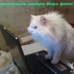 Веселые картинки с котами