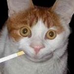Картинки кот с сигаретой   прикольные 023