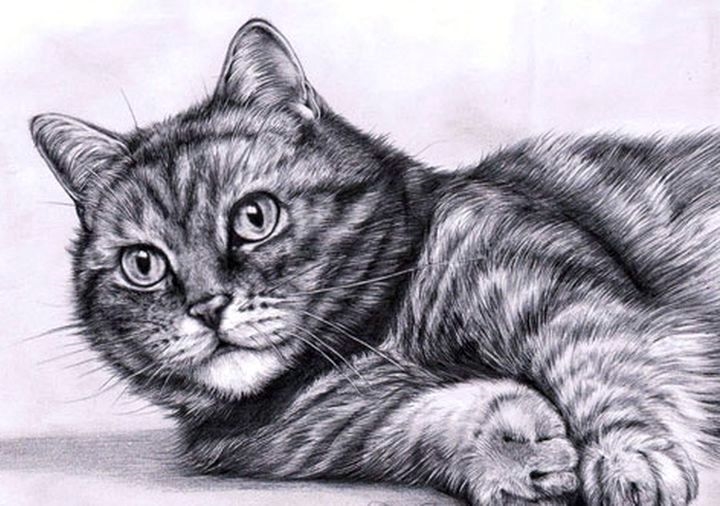 Картинки кошки карандашом для срисовки  подборка005