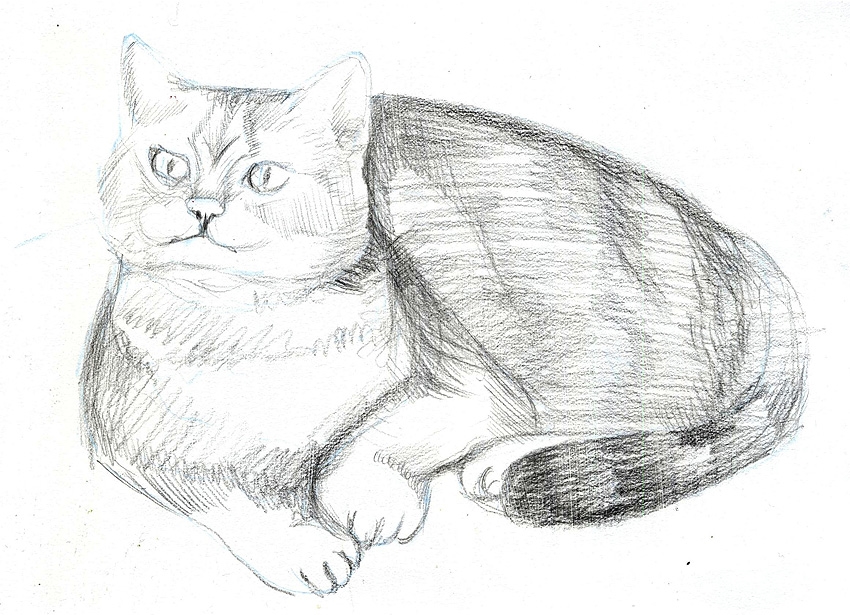 Картинки кошки карандашом для срисовки  подборка008