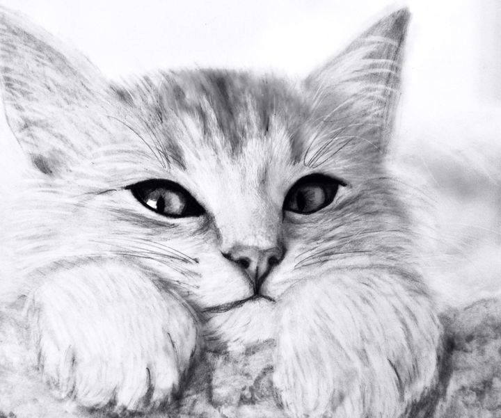Картинки кошки карандашом для срисовки  подборка013