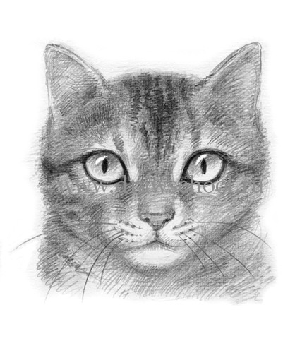Картинки кошки карандашом для срисовки  подборка021