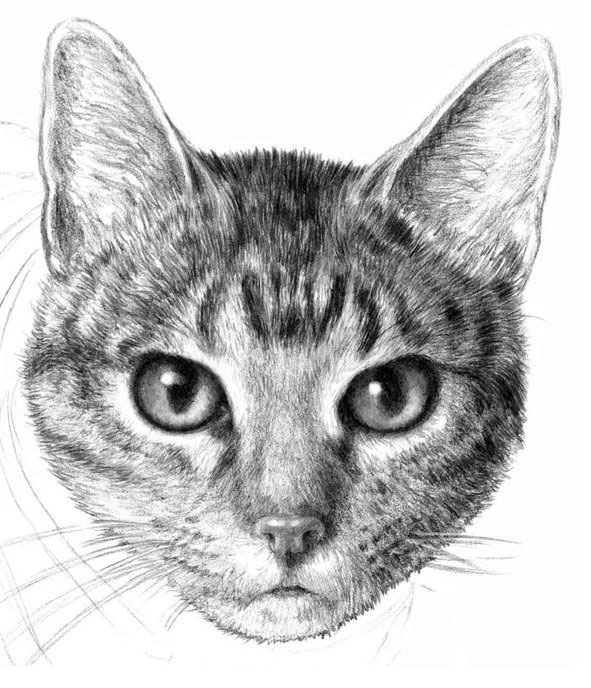 Картинки кошки карандашом для срисовки  подборка022