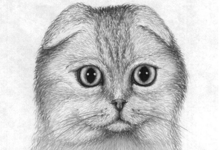 Картинки кошки карандашом для срисовки  подборка023