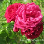 Картинки красивые розы в саду   фото 023