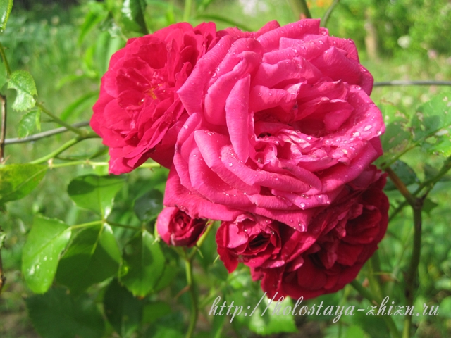 Картинки красивые розы в саду   фото 023