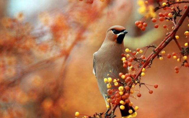 Осень картинки с птицами 001