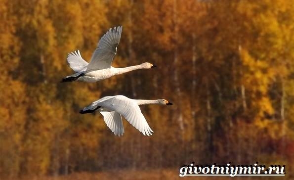 Осень картинки с птицами 012