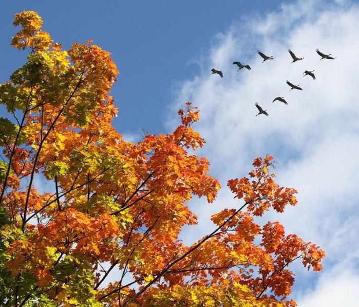 Осень картинки с птицами 017