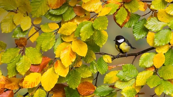 Осень картинки с птицами 018