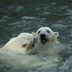 Рисунок белый медведь на льдине   подборка 025