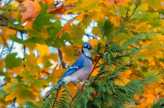 Скачать картинки улетающих осенью птиц 022