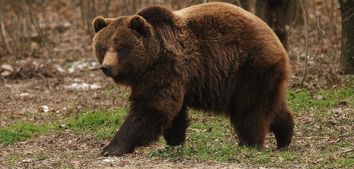 Фото бурого медведя в лесу   супер картинки 024