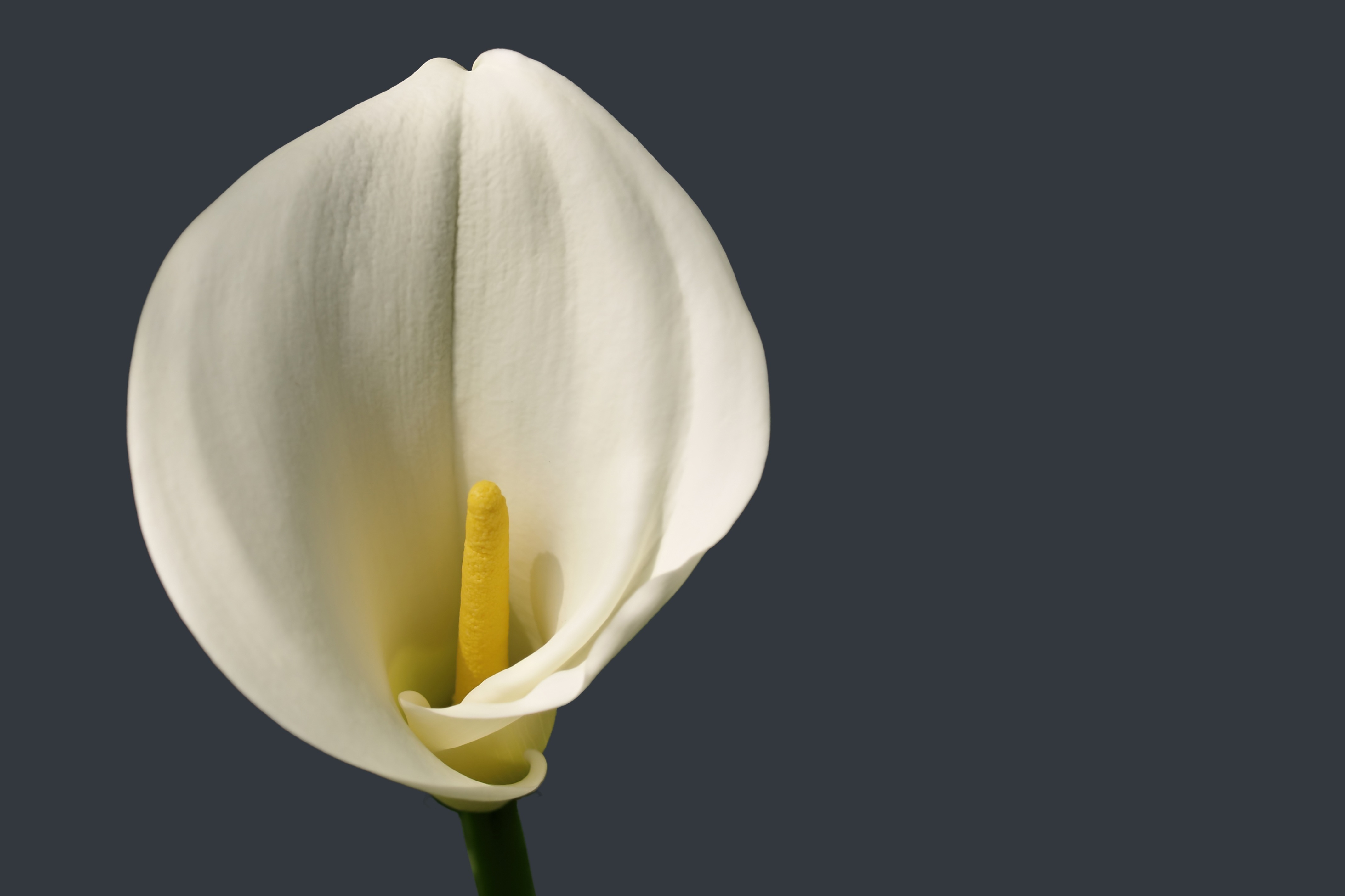 Белый лепесток. Цветы - белокрыльник (White Calla Lily). Бутон каллы. Цветы с белыми бутонами. Цветок с одним лепестком.