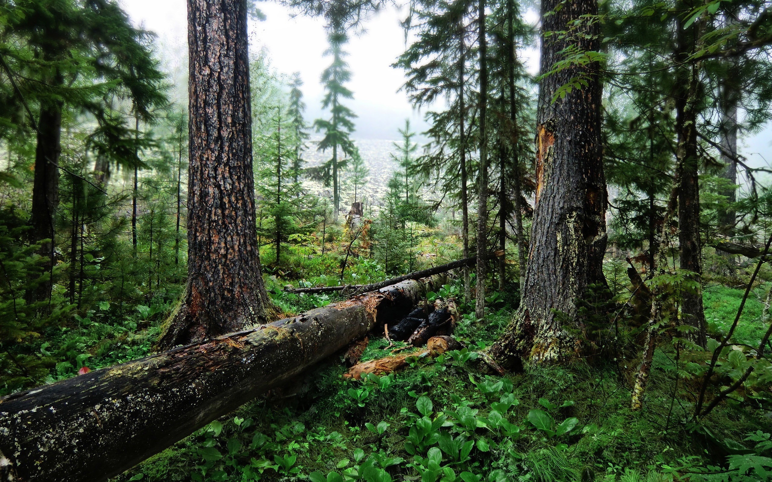 The wood. Резка дерева в лесу/. Большая сосна в лесу картинки. Видео лес s-log.