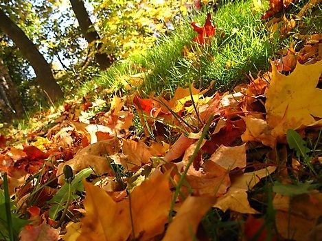 Фото Осенних Листьев На Аву