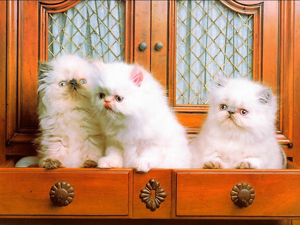 Коты фото красивые пушистые милашки смешные