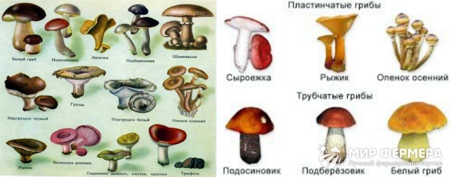 Отметь рисунки на которых представлены пластинчатые грибы