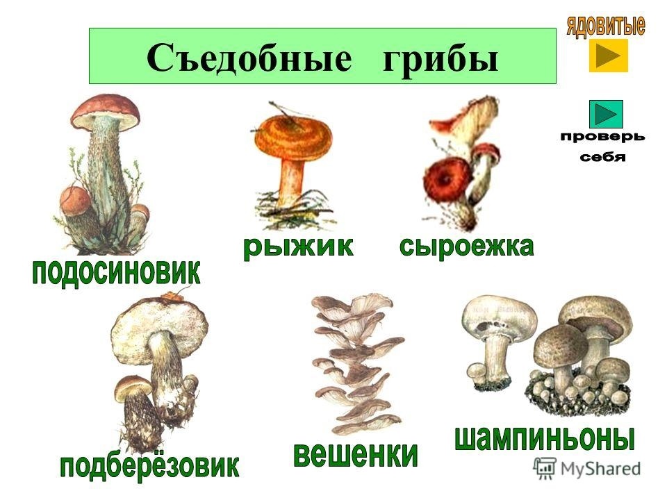 Съедобные грибы и несъедобные грибы рисунок